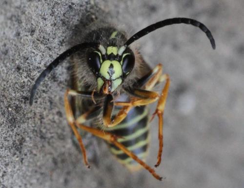 Dolichovespula sp.